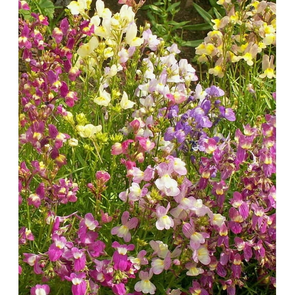 Earthcare Seeds - Toadflax Moroccan Northern Lights 7,500 Seeds (Linaria Maroccana) Heirloom - Open Pollinated