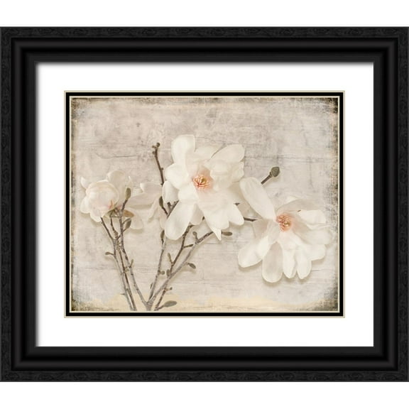 LightBoxJournal 14x12 Black Ornate Wood Framed with Double Matting Museum Art Print Titled - Spring Magnolia