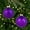 Purple, variant on Northlight 2-Finish Glass Ball Christmas Ornaments - 2.5" (60mm) - Grape Purple - 9ct