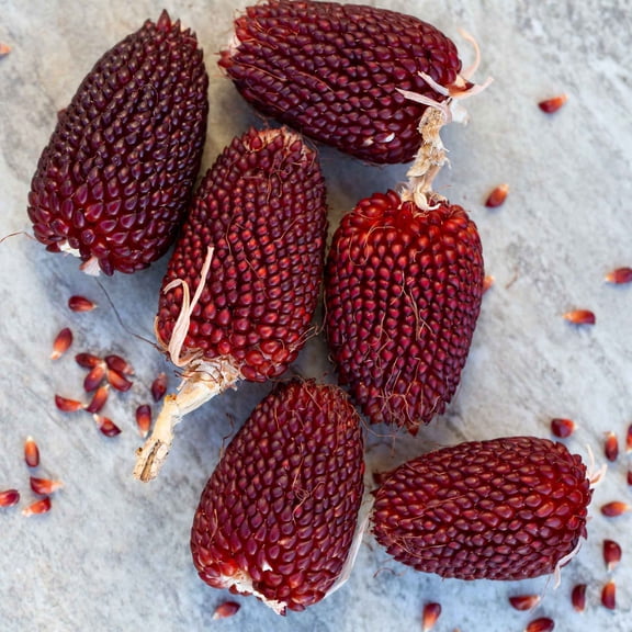 Eden Brothers Corn Seeds - Strawberry Popcorn