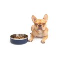 thumbnail image 5 of One Paw, Small Double Stainless Steel Dog Bowl, 1.3L (44 oz), for Dogs and Cats, 5 of 5