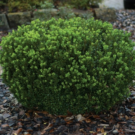 Baby Gem Boxwood | Live Evergreen Shrub - Southern Living Plant (Best Time To Plant Shrubs In Colorado)