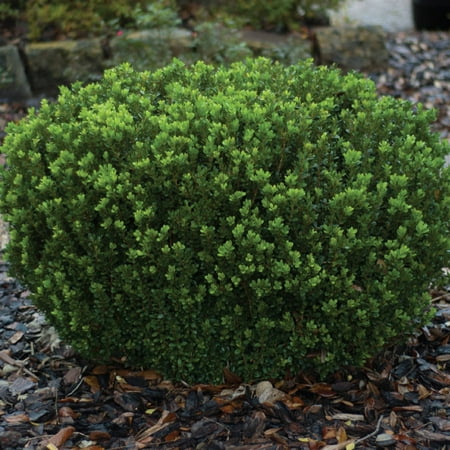 2.5 Qt - Baby Gem Boxwood - Live Evergreen Shrub - Southern Living Plant Collection