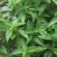 thumbnail image 4 of Burpee Sweet Basil Herb Seed, 1-Pack, 4 of 6