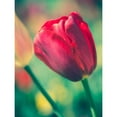 thumbnail image 3 of Quintero, Sonja 19x24 Black Modern Framed Museum Art Print Titled - Tulip Sway II, 3 of 5