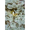 thumbnail image 2 of Shimlock, Jones 13x18 White Modern Wood Framed Museum Art Print Titled - Indonesia, Anemonefish seeks protection, 2 of 4