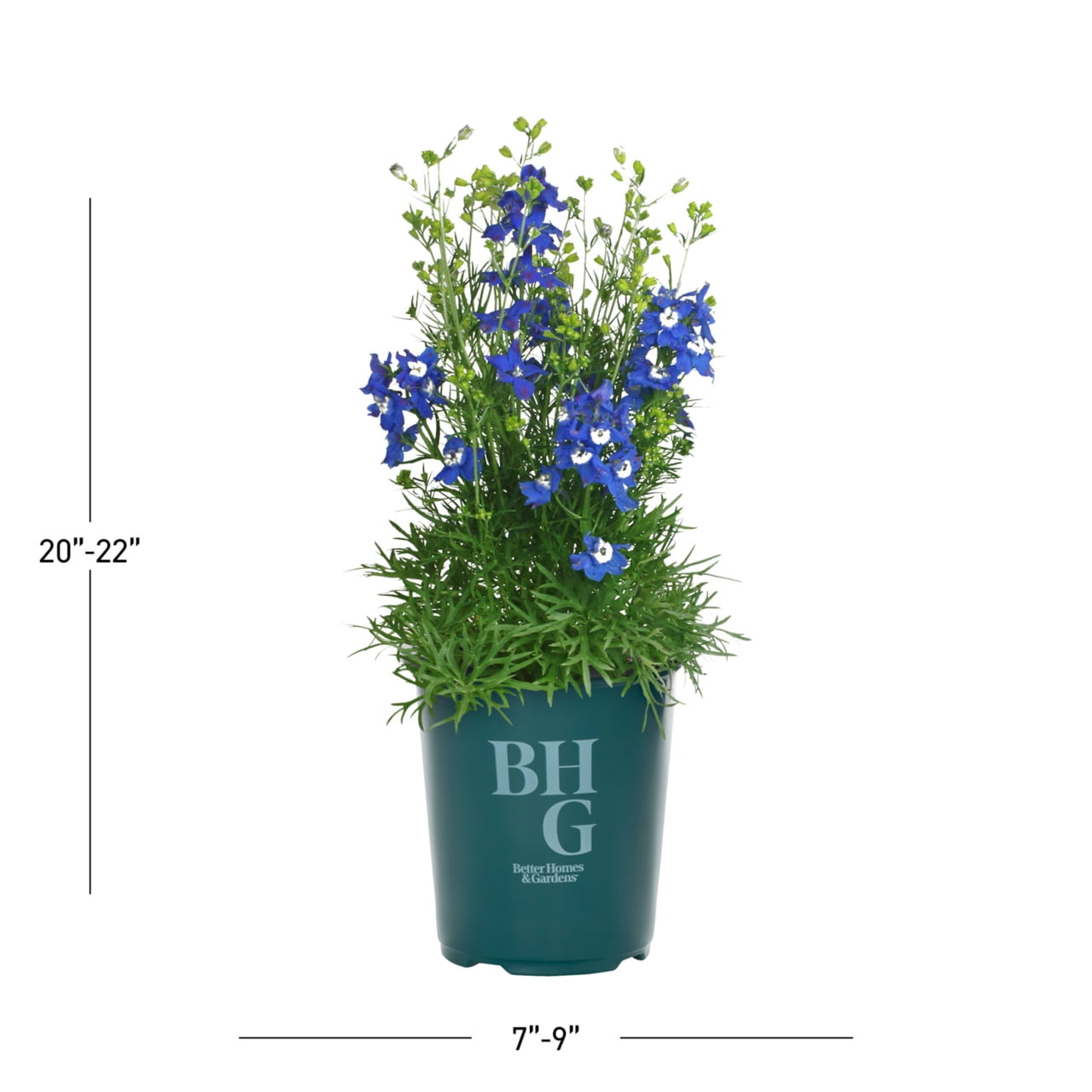 Expert Gardener 1.5PT Blue Delphinium Live Perennial Plant Sun 5 -Pack