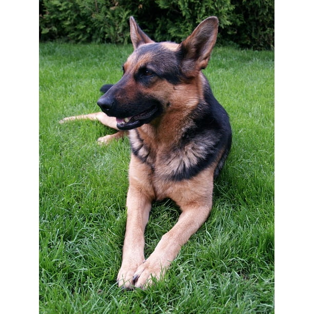 Canvas Print German Shepherd Animal Dog Beast Stretched Canvas 10 X 14 Walmart Com Walmart Com