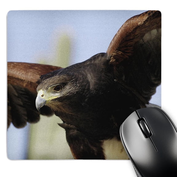 3dRose, Harris Hawk, Parabuteo unicintus Saguaro National Park, MousePad