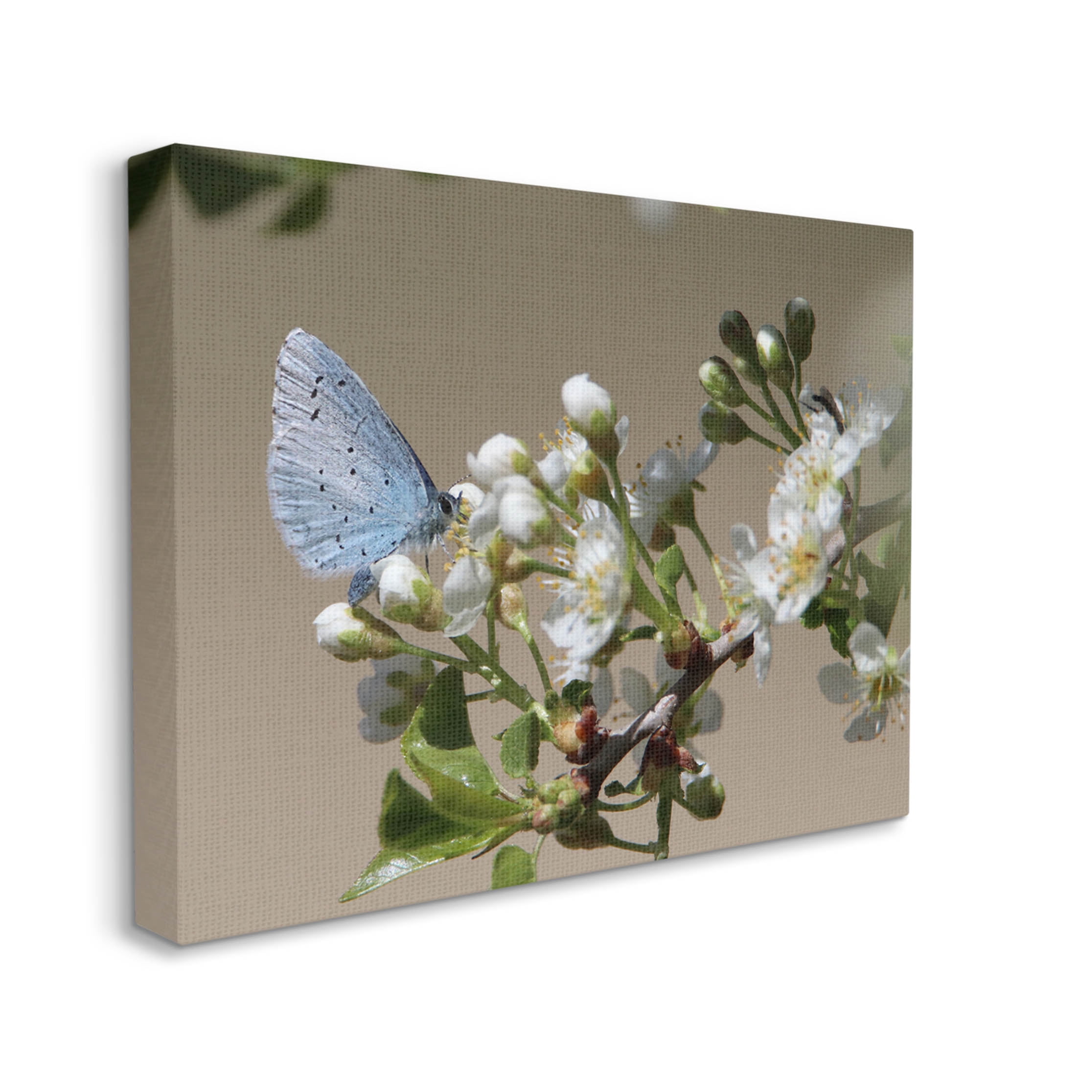 Stupell Industries Butterfly Perched Budding Flower Photograph Gallery Wrapped Canvas Print Wall Art, Design by Daphne Polselli