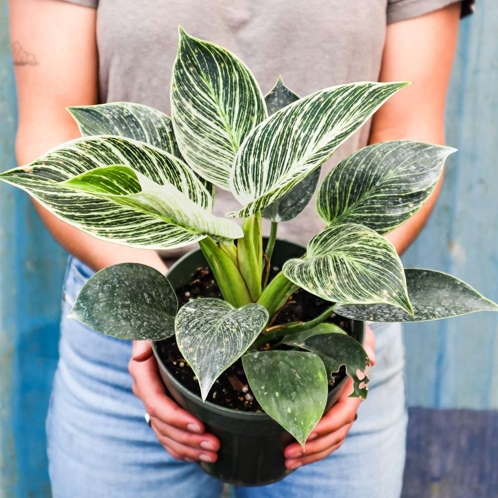 Philodendron Birkin Live Plant for Indoor | Different Houseplants in 4'' & 6'' Pot | Real House Plant for Living Room, Office, Desk & Bathroom | Birkin
