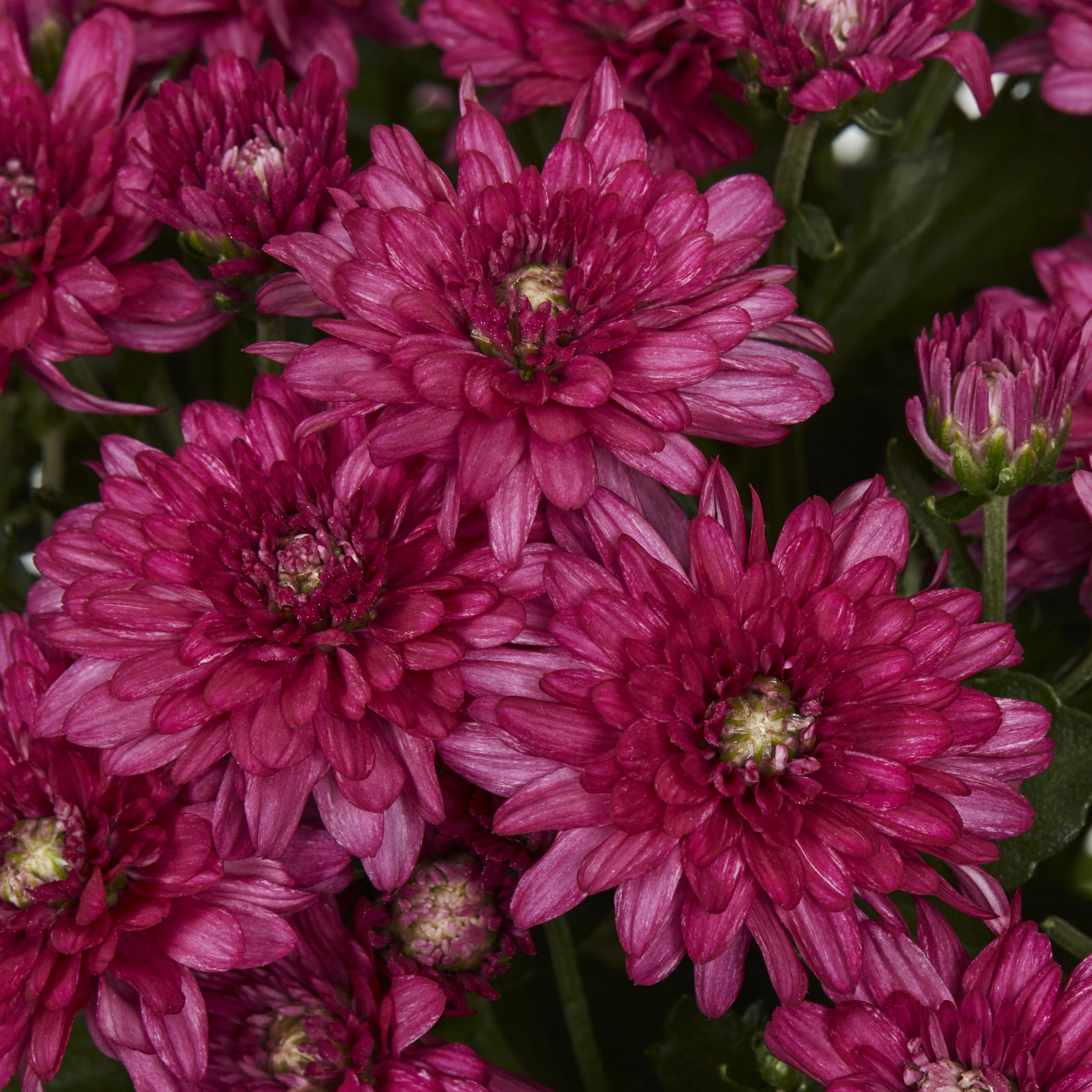 Expert Gardener 3qt Purple Mum in 7" Cauldron Planter (1-pack), Fall Decor