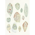 thumbnail image 2 of Charles Atwood Kofoid 11x14 Black Ornate Wood Framed Double Matted Museum Art Print Titled: The Free-Living Unarmored Dinoflagellata Pl 10 (1921), 2 of 5