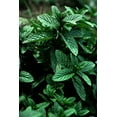 thumbnail image 3 of Peppermint Great Garden Herb 1,000 Seeds By Seed Kingdom, 3 of 5