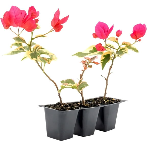 3 Raspberry Ice Bougainvillea | Live Plants in 2.5-inch Nursery Cubes | “Bougainvillea × Buttiana” Variety | Variegated Evergreen Vines and Shrubs | Pink-Purple Blooms for Home and Garden