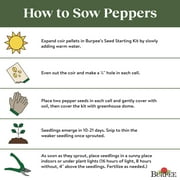 Burpee Organic Jalapeño Early Hot Pepper Vegetable Seed, 1-Pack