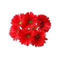 thumbnail image 2 of Bearachild Paquete de crisantemo artificial Flor de simulación Decoración de PU Paquete de flores Decoración para el hogar Flores artificiales rojo oscuro Bearachild HA7497-10B, 2 of 6