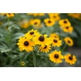 thumbnail image 2 of Brown Eyed Susan Flower Seeds, 3000 Heirloom Seeds Per Packet, Non GMO Seeds, 2 of 9