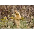 thumbnail image 1 of Colombian Ground Squirrel Poster Print, Large - 32 x 22, 1 of 1