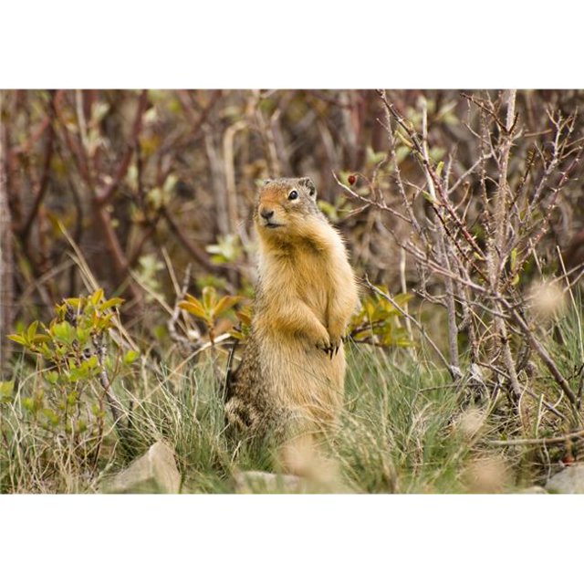 Colombian Ground Squirrel Poster Print, Large - 32 x 22
