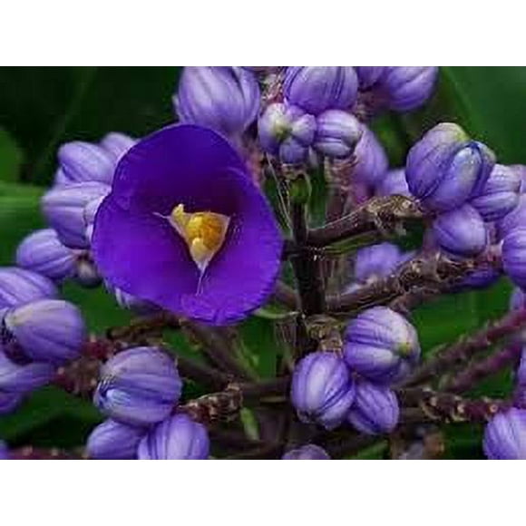 Hawaiian Flower Plant Roots - Bamboo Orchids - Hibiscus - Ginger -Ti Logs (Blue Ginger Root)