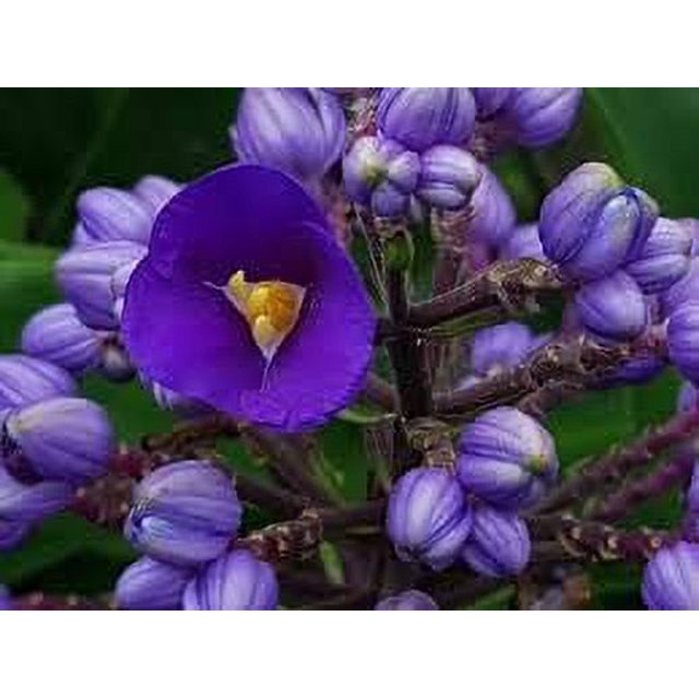 Hawaiian Flower Plant Roots - Bamboo Orchids - Hibiscus - Ginger -Ti Logs (Blue Ginger Root)