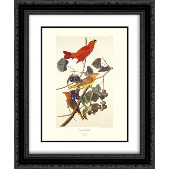 Summer Red Bird (decorative border) 2x Matted 20x24 Black Ornate Framed Art Print by Audubon, John James