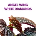 thumbnail image 2 of Harmony's White Diamonds Angel Wing Cane Begonia 6 inch Super Dotty Silver Jagged Forked Tips, 2 of 3
