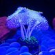 thumbnail image 3 of Adorno de Coral Artificial para acuario, adorno de Coral brillante Artificial, decoración para pecera, decoraciones para pecera resplandeciente, 5 uds., 3 of 5