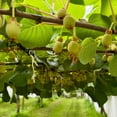 thumbnail image 3 of Female Kiwi Plants Live, Cold-Hardy Kiwi Berry Vines, Sweet Edible Well-Rooted 6-8 Inches, Fruit Trees Vines for Garden or Trellis, 3 of 6