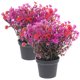 thumbnail image 1 of 2 piezas de plantas artificiales en maceta, plantas artificiales en maceta, decoración de plantas artificiales en maceta, bonsái falso, 1 of 5