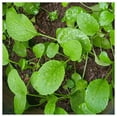 thumbnail image 2 of Everwilde Farms - 1 lb Tendergreen Mustard Seeds - Gold Vault Bulk Seed Packet, 2 of 3