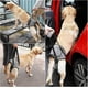 thumbnail image 3 of Dog Sling For Large Dogs Hind Leg Support To Help Rehabilitate The Hind Limbs Of Elderly Dogs With W, 3 of 5