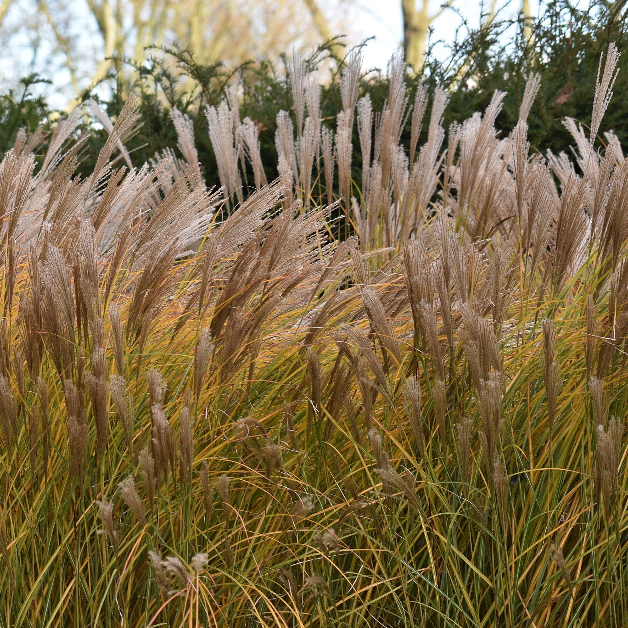 National Plant Network 4 in. Miscanthus Malepartus (3-Pack)