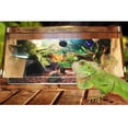 thumbnail image 4 of Exquisita de Comida Comida Agua Tortuga Gecko, 4 of 9
