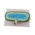 thumbnail image 3 of Modelo de anatomía Strade Fareast Limited Modelo biológico ampliado, 3 of 8