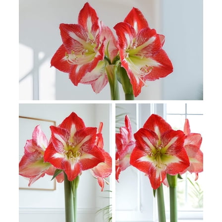 Amaryllis 3-Pack: Red/White