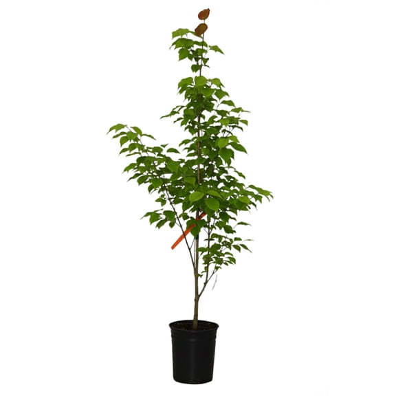 Expert Gardener 4-5' Dogwood Venus® in 1 gal. Grower Pot