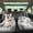 Linen Gray, variant on Riousery Premium Dog Car Seat Booster with Safety Leash Universal Fit Pet Sofa Bed for Cars & Home - Linen Gray (20.1 in / 51 cm)