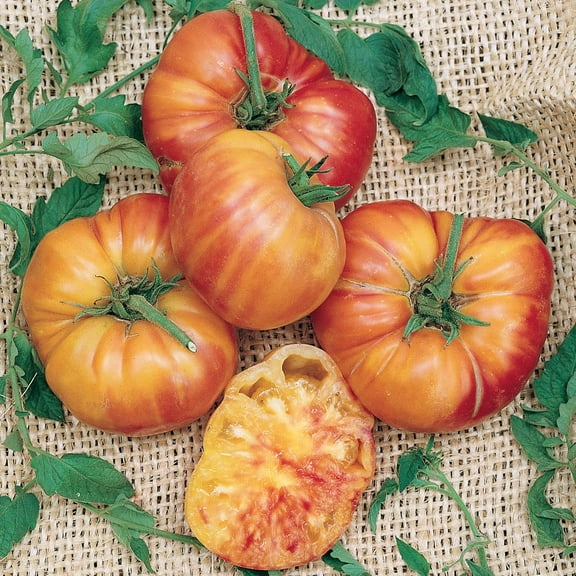 Big Rainbow Tomato Seeds - 0.25 Oz ~1700 Seeds - Non-GMO, Heirloom - Vegetable Garden - Solanum lycopersicum