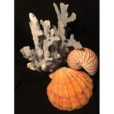 24 Coral Shell - LAMINATED POSTER Shells Coral Blue Poster Print 24 x 36