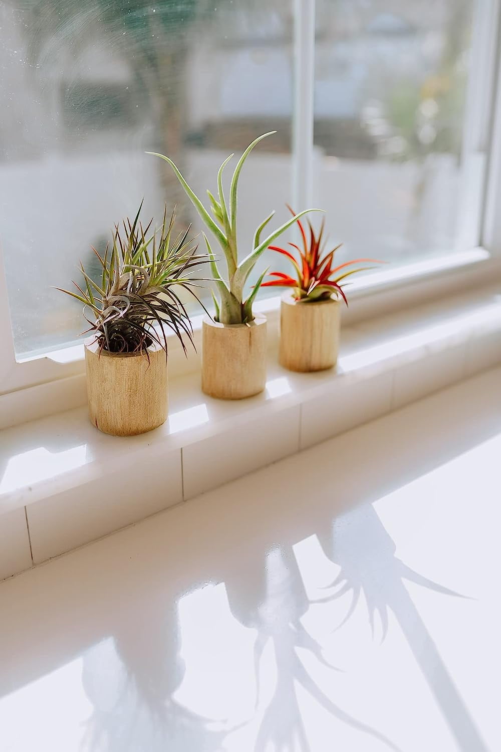 Air plant shop Driftwood Containers with Small Xerographica air Plants- Wholesale and Bulk - Succulents - Live Tillandsia - Easy Care Indoor and Outdoor House Plants (Pack of 1)