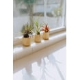 thumbnail image 6 of Air plant shop Driftwood Containers with Large Assorted Air Plants- Wholesale and Bulk - Succulents - Live Tillandsia - Easy Care Indoor and Outdoor House Plants (Pack of 5), 6 of 12