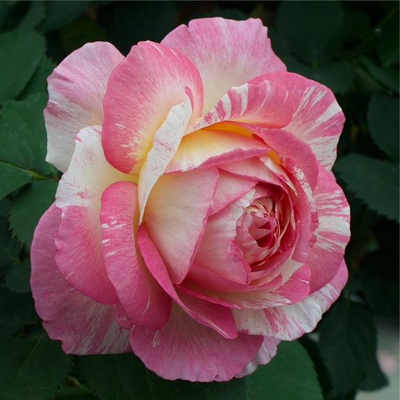 Heirloom Roses Live Plant - Marc Chagall™ Floribunda Rose Bush - Colorful Live Plants