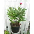 thumbnail image 2 of Karl Rosenfield Double Peony, 2 of 2