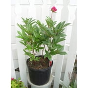 Karl Rosenfield Double Peony