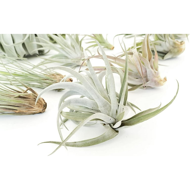 Air plant shop Tillandsia Jumbo Variety Pack air Plants- Wholesale and Bulk  - Succulents - Live Tillandsia - Easy Care Indoor and Outdoor House Plants  (Pack of 30) - Walmart.com