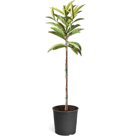 Brighter Blooms - Loquat 'Japanese Plum' Tree, 4-5 ft. - No Shipping To AZ,OR
