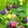 thumbnail image 3 of Set of 2 Glencoe Thornless Raspberry Live Plants, Purple Raspberry Bushes, Cold Hardy Fruit Plants, 4-8 Inch Tall, 3 of 7