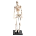 thumbnail image 2 of Human Kids Skeleton Model With Stand & Base - 17inches Tall With Removable Arms And Legs, Easy To Assemble, Medical Study Kits, Classroom Decor 12x12x42cm, 2 of 8